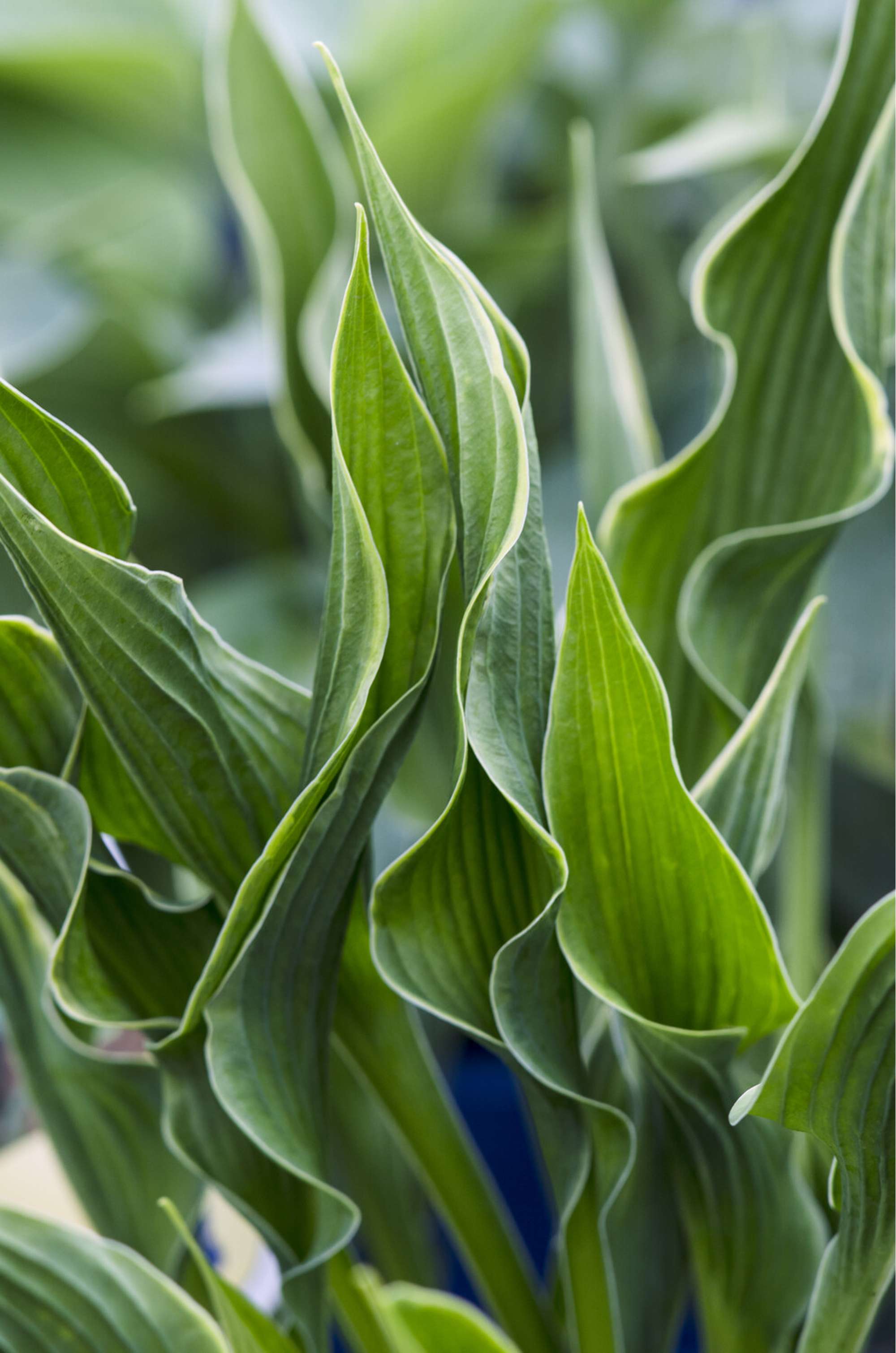 Funkia 'Tongue of Flame'